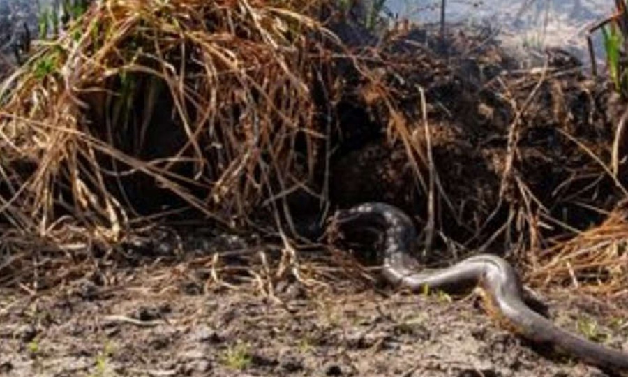 
La situación en Corrientes es cada vez más alarmante: el fuego no cesa y las lluvias se hacen desear. Actualmente, la provincia tiene 15 focos activos y varias familias debieron ser evacuadas.